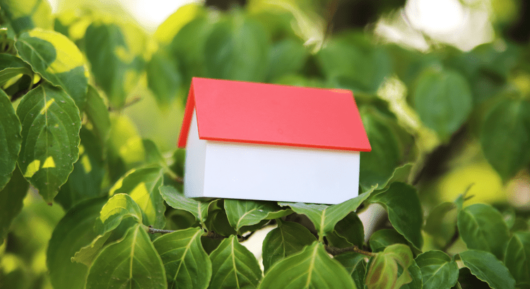 Canopy Realty | Blog